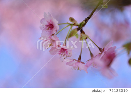 河津桜の花びら 河津桜の花びら 72128010