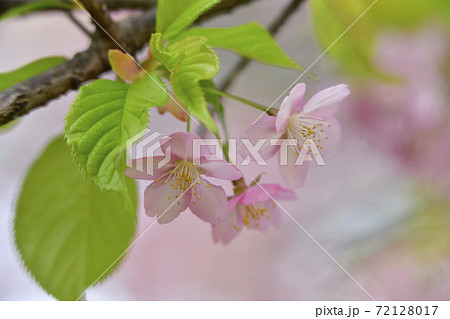 河津桜の花びら 72128017