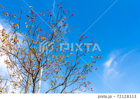 秋　実を付けたハナミズキ 72128113