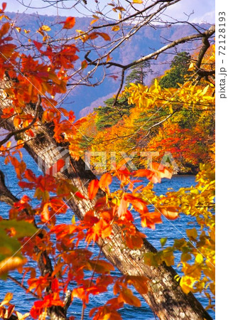 十和田湖の紅葉　十和田八幡平国立公園　子ノ口付近　青森県十和田市 72128193