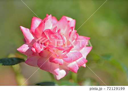 石橋文化センターのバラ園 72129199