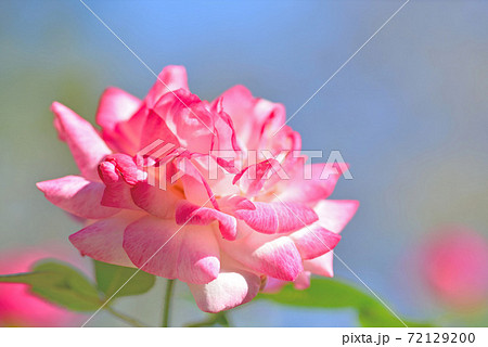 石橋文化センターのバラ園 72129200