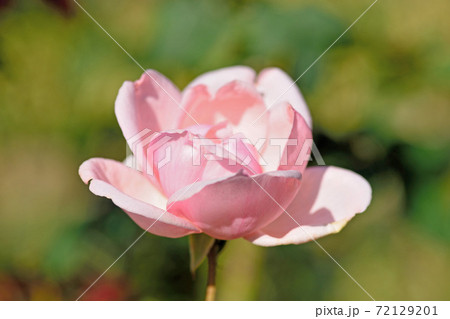 石橋文化センターのバラ園 72129201