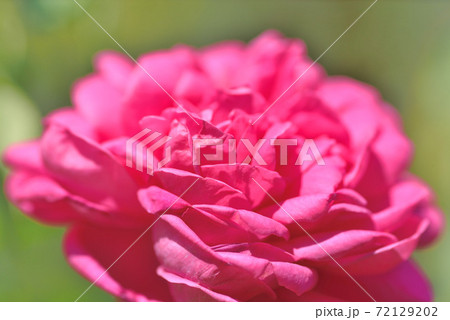 石橋文化センターのバラ園 72129202