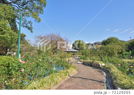 石橋文化センターのバラ園 72129205