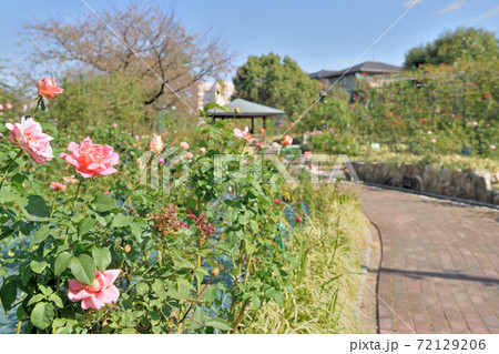 石橋文化センターのバラ園 72129206