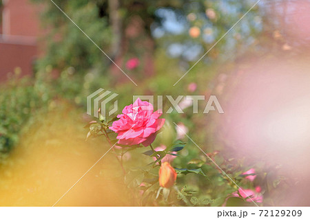 石橋文化センターのバラ園 72129209