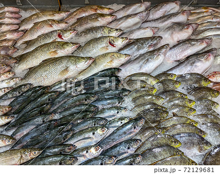 Assortment of frozen fish for sale at seafood market 72129681