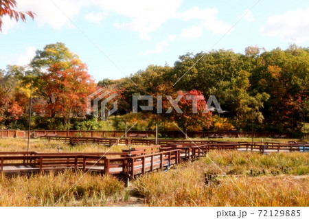 秋の風景:紅葉:ナンキンハゼ:山々:山田池公園 秋の風景:紅葉:ナンキンハゼ:山々:山田池公園 72129885