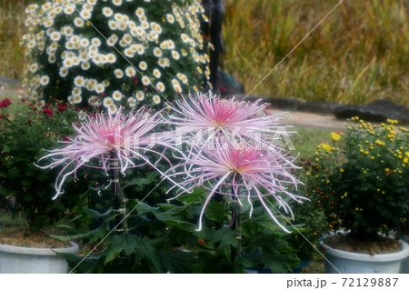 古典菊展:嵯峨菊:丁子菊:懸崖菊:江戸菊:盆栽菊 古典菊展:嵯峨菊:丁子菊:懸崖菊:江戸菊:盆栽菊 72129887