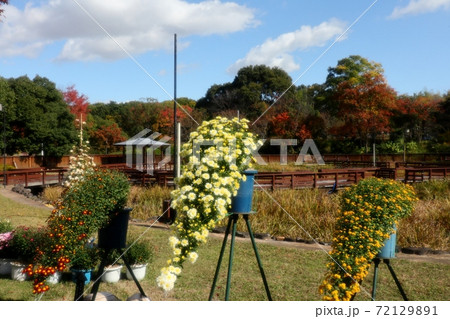 秋の花:菊:懸崖菊:山田池公園:風景 秋の花:菊:懸崖菊:山田池公園:風景 72129891
