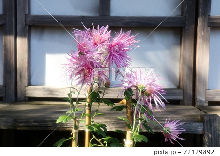 古典菊展:嵯峨菊:丁子菊:懸崖菊:江戸菊:盆栽菊 古典菊展:嵯峨菊:丁子菊:懸崖菊:江戸菊:盆栽菊 72129892