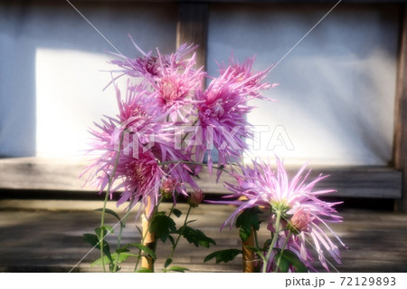古典菊展:嵯峨菊:丁子菊:懸崖菊:江戸菊:盆栽菊 古典菊展:嵯峨菊:丁子菊:懸崖菊:江戸菊:盆栽菊 72129893