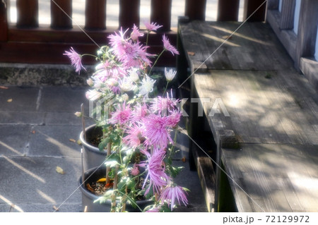 古典菊展:嵯峨菊:丁子菊:懸崖菊:江戸菊:盆栽菊 古典菊展:嵯峨菊:丁子菊:懸崖菊:江戸菊:盆栽菊 72129972