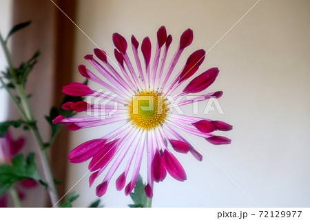 古典菊展:嵯峨菊:丁子菊:懸崖菊:江戸菊:盆栽菊 古典菊展:嵯峨菊:丁子菊:懸崖菊:江戸菊:盆栽菊 72129977