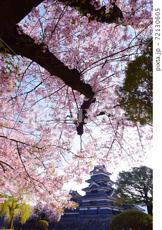 信州 松本城 春景色 信州 松本城 春景色 72130605