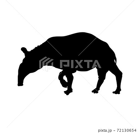 Black silhouette of tapir. Isolated image on white background. Animal of North America 72130654