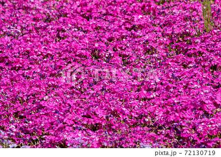 芝桜 72130719