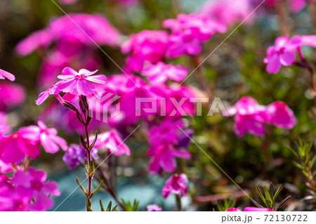 芝桜 芝桜 72130722