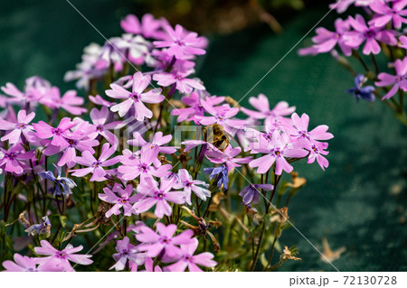 芝桜 芝桜 72130728