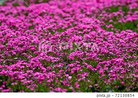 芝桜 芝桜 72130854