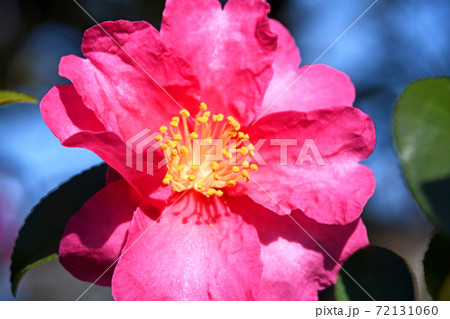 サザンカ(山茶花) サザンカ(山茶花) 72131060