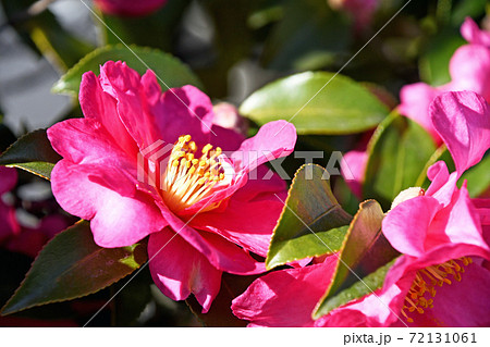 サザンカ(山茶花) サザンカ(山茶花) 72131061