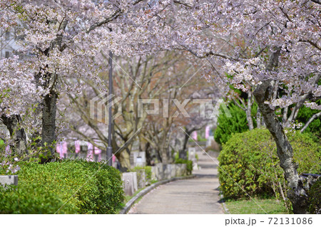 ≪京都 亀岡 南郷公園の桜≫ 明智光秀ゆかりの地 春イメージ ≪京都 亀岡 南郷公園の桜≫ 明智光秀ゆかりの地 春イメージ 72131086
