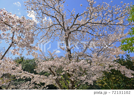 ≪京都　亀岡　南郷公園の桜≫　明智光秀ゆかりの地　春イメージ 72131102