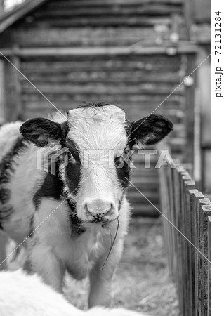 A young spotted calf in an open-air chase. Cow looks into the camera 72131284