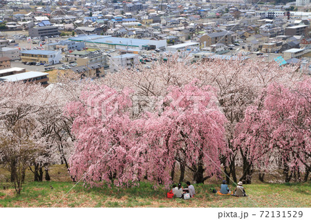 長野県松本市　弘法山古墳の桜 72131529
