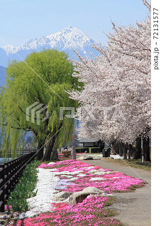 安曇野の春　桜咲く拾ヶ堰 72131577