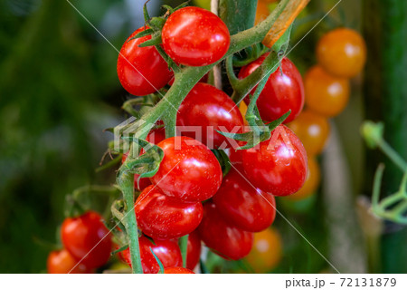 Fresh lot of tomato hanging  plants growing in greenhouse 72131879