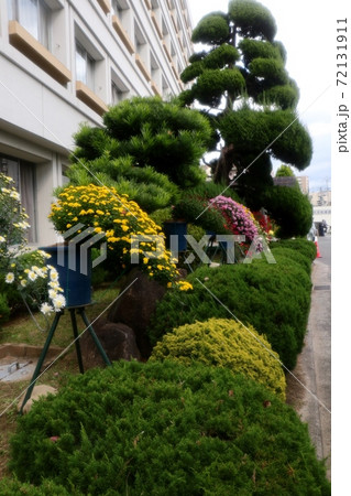 菊祭り:菊花展:丁子菊:懸崖菊:盆栽菊:イベント:枚方市 菊祭り:菊花展:丁子菊:懸崖菊:盆栽菊:イベント:枚方市 72131911