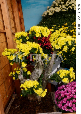 菊祭り:菊花展:丁子菊:懸崖菊:盆栽菊:イベント:枚方市 菊祭り:菊花展:丁子菊:懸崖菊:盆栽菊:イベント:枚方市 72131970