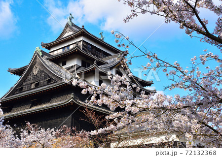 桜景　松江城 72132368