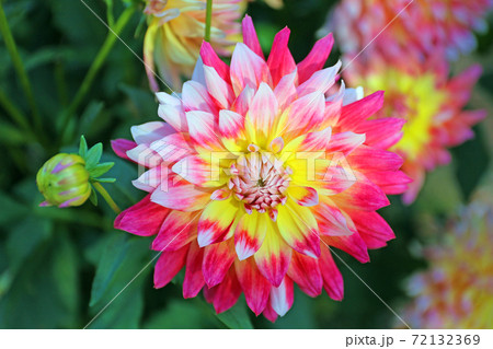 ダリア 72132369
