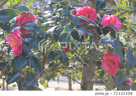 * ツバキ * 椿 * つばき * THUBAKI * * ツバキ * 椿 * つばき * THUBAKI * 72132398