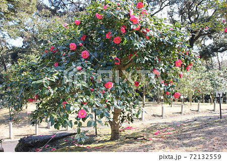 * ツバキ * 椿 * つばき * THUBAKI * * ツバキ * 椿 * つばき * THUBAKI * 72132559