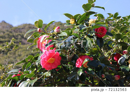 ＊　ツバキ　＊　椿　＊　つばき　＊　THUBAKI　＊　 72132563