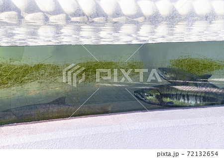 サケの遡上を観察できる人工河川 (柏崎さけのふるさと公園) 72132654