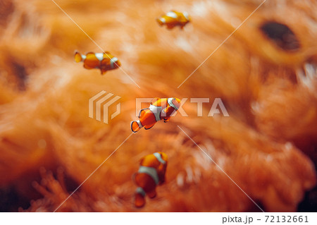 Clownfish. fish of orange color in anemones in the underwater world Clownfish. fish of orange color in anemones in the underwater world 72132661