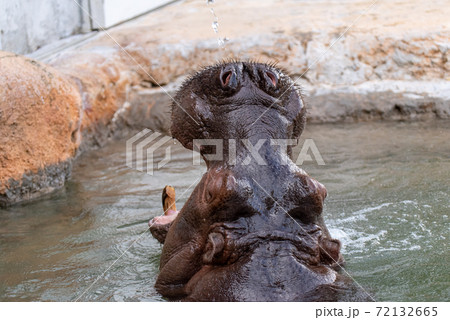 大きな口を開けたカバの写真素材