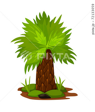 Wide-stemmed palm tree isolated on white background 72133059