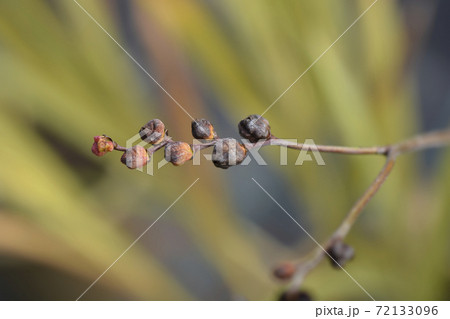 Montbretia Emily McKenzie seeds 72133096