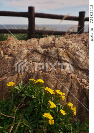 伊良湖岬 伊良湖防備衛所跡に咲くハマニガナ 伊良湖岬 伊良湖防備衛所跡に咲くハマニガナ 72133212