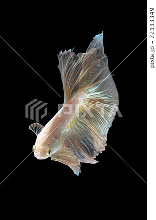 Betta fish or Siamese fighting fish  72133349