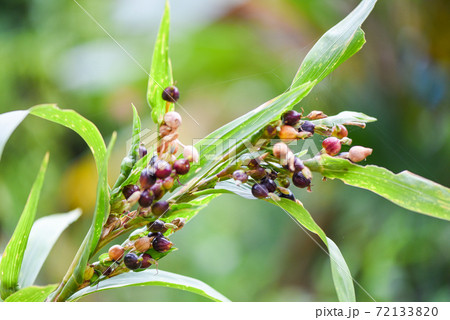 Job's tears seed on the tree plant, coix lachryma jobi - chinese pearl barley coixseed. Job's tears seed on the tree plant, coix lachryma jobi - chinese pearl barley coixseed. 72133820