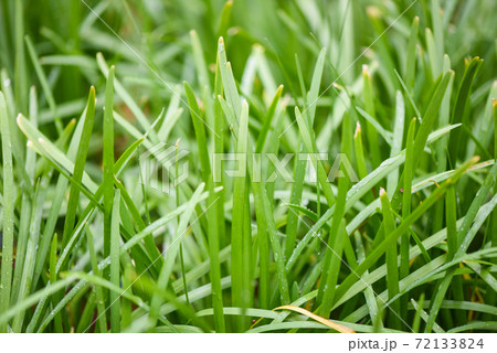chives grows in the field, green leaf of garlic chives for food vegetable cooked. 72133824