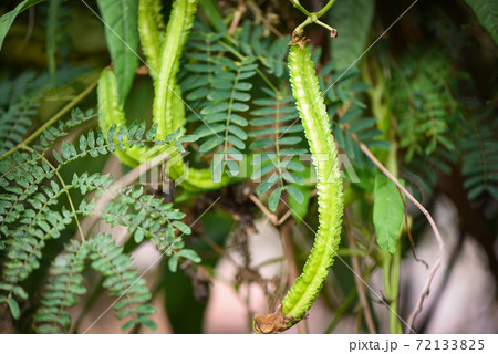 wing bean grows on vine tree, young winged beans agriculture. wing bean grows on vine tree, young winged beans agriculture. 72133825